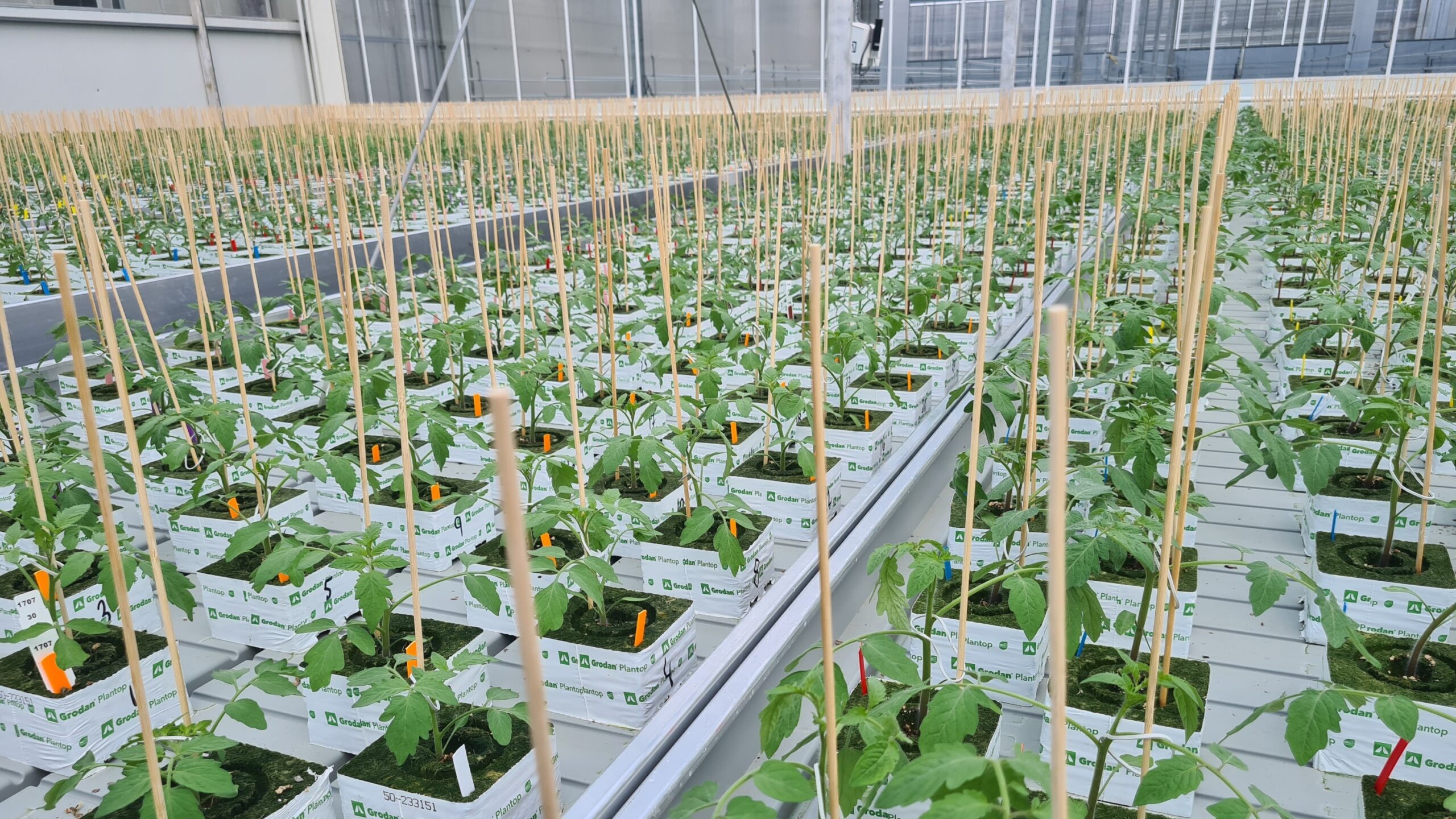 Harmoniz leaves you wanting more - 20240718_144959